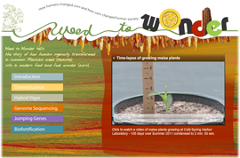Weed to Wonder