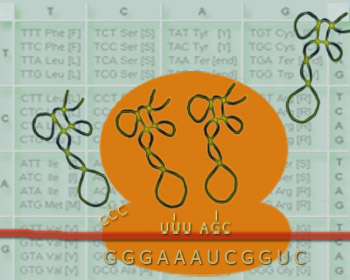 DNA words are three letters long.