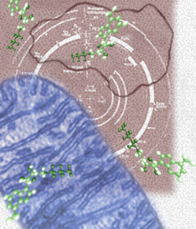 Higher cells incorporate an ancient chromosome.