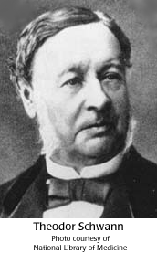 Theodor Schwann