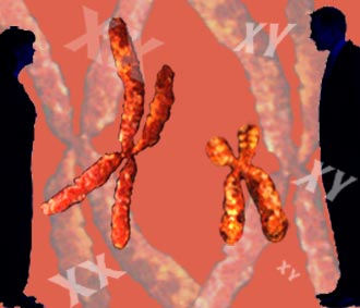 Specialized chromosomes determine sex.